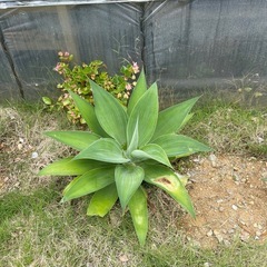 問合せ多数！観葉植物¥1000~の画像