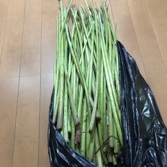 朝とりたてフキ