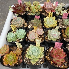 🌵多肉植物a　　1ポット100円の画像