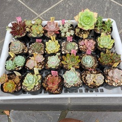 🌵多肉植物a　　1ポット100円