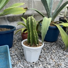 問合せ多数！観葉植物 ¥1000~の画像