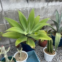 問合せ多数！観葉植物 ¥1000~の画像