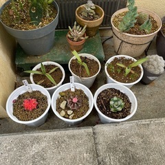 問合せ多数！観葉植物 ¥1000~