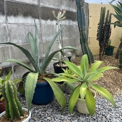 問合せ多数！観葉植物 ¥1000~の画像