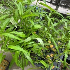 空芯菜(水耕栽培)