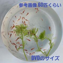 【年中取引可能】レッドチェリーシュリンプ40匹の画像