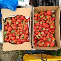 採れたてイチゴ本日だけ販売🍓