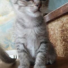 優しい里親様になって下さい(=^_^=)