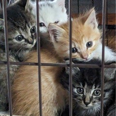 約1ヶ月 子猫ちゃん
