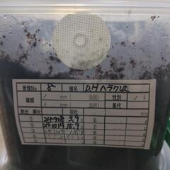 DHヘラクレス極太血統3令幼虫6匹の画像