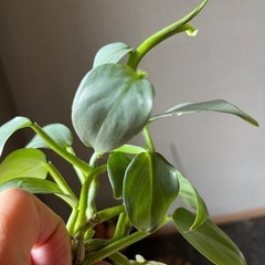ポトスの画像