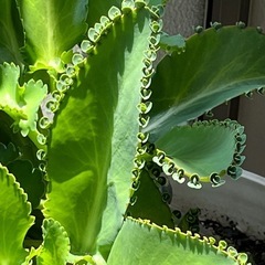 子宝草の画像