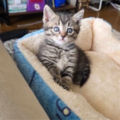 キジトラ子猫