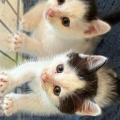 白黒の子猫　5匹（メス3+オス2）　里親さん募集