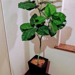 大型フェイクグリーン　ウンベラータ　陶器鉢