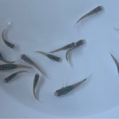 深海メダカ　有精卵15個