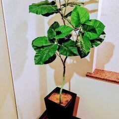 大型フェイクグリーン　ウンベラータ　陶器鉢の画像