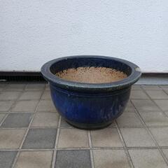 大きな植木鉢