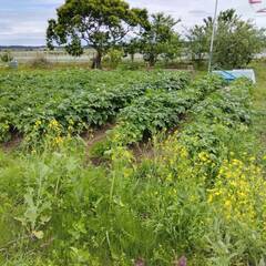 不ぞろいで穴だらけの野菜つくり　無農薬栽培　体験農園「おひ…