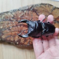北峰産極太ホペイオオクワガタ♂単品
