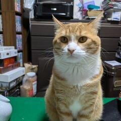 文通相手　再募集