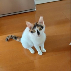 里親さん募集可愛ミケ猫