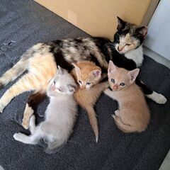 3匹の赤ちゃんねこ（保護猫）