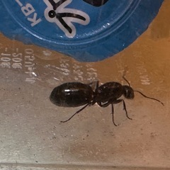 ムネアカオオアリ