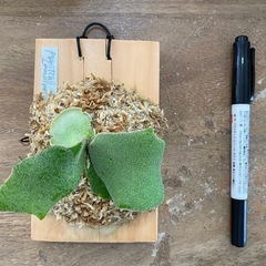 【観葉植物】ビカクシダ ベイチーレモイネイ
