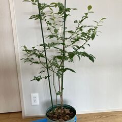 ブルーベリー実付き苗 （サザンハイブッシュ系）レガシー