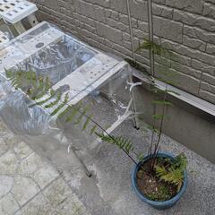 ①シダ植物/ガーデニング観葉植物