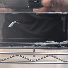 メダカ　レーヴSW　めだかの画像