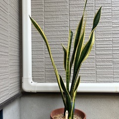 観葉植物 サンスベリア3の画像