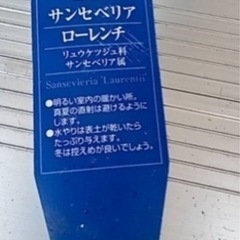 観葉植物 サンスベリア3の画像