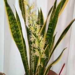 観葉植物 サンスベリア3の画像