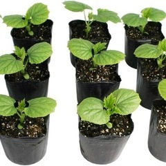 【３ポット価格】ゴーヤ（苦瓜）若苗　グリーンカーテン、家庭菜園など（バラ¥30でのお譲りも可）の画像