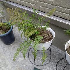 ③シダ植物/観葉植物ガーデニング