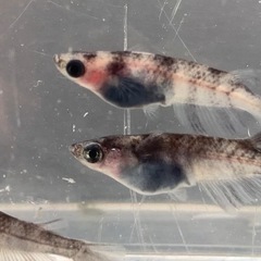 改良メダカ　和墨　　1ペア　+1の画像