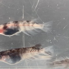改良メダカ　和墨　　1ペア　+1の画像