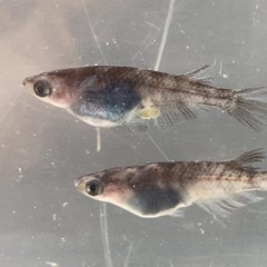 改良メダカ　和墨　　1ペア　+1の画像