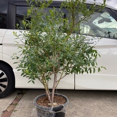 ブルーベリー　ピンクレモネード　ハイブリッド系、苗木の画像