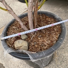 ブルーベリー　ピンクレモネード　ハイブリッド系、苗木の画像