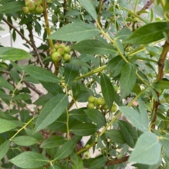 ブルーベリー　ピンクレモネード　ハイブリッド系、苗木の画像