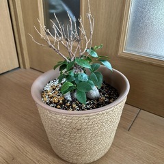 ガジュマル 観葉植物