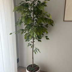 観葉植物（フェイクグリーン）