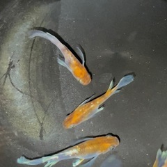 菊間メダカ様直径　朱光菊リアルロングフィン 