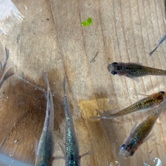 20粒、夜桜メダカ卵