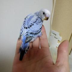 ※お話中にて一旦停止中※セキセイインコの雛 − 大阪府