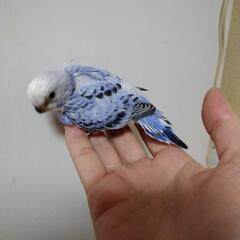 ※お話中にて一旦停止中※セキセイインコの雛 - 大阪市