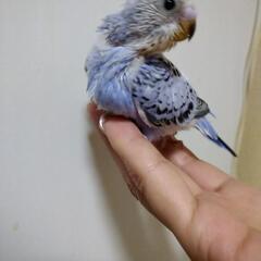 ※お話中にて一旦停止中※セキセイインコの雛 - その他